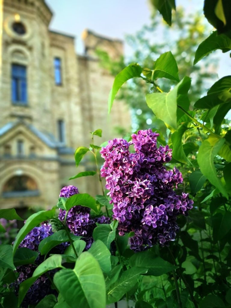 Весняна краса. Квіти на фоні Київського політехнічного інституту імені Ігоря Сікорського